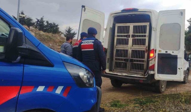 Kırıkkale’de dövüştürülen köpekler kurtarıldı, sorumlulara para cezası uygulandı