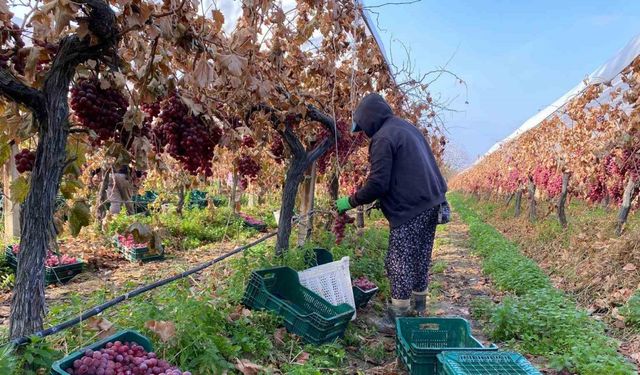 Kış geldi Sarıgöl’de üzüm hasadı devam ediyor