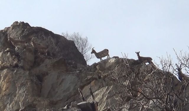 Koruma altındaki yaban keçileri, Tunceli’de görüntülendi