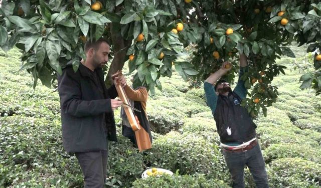 Mandalinayı kemençe eşliğinde hasat ettiler