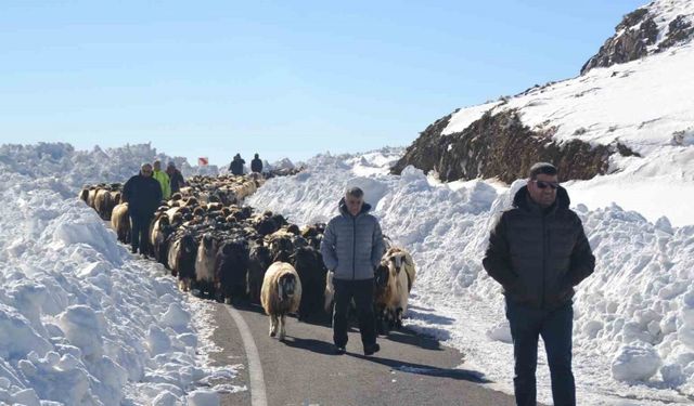 Muş’ta 2 bin koyun mahsur kaldı