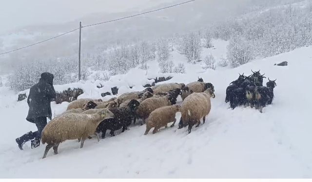 Muş’ta kar yağışı çiftçilerin hayatını olumsuz etkiledi