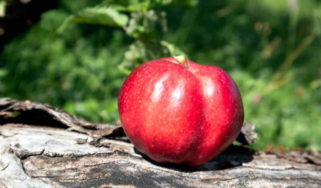 Posof Elması, Posoflu kadınlarla yaygınlaşacak