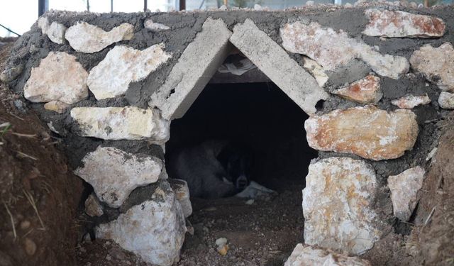 Sokak hayvanlarına doğal yaşam alanı yapıldı