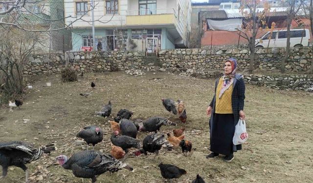 Sokak köpekleri 60 yaşındaki kadının beslediği hindileri telef etti