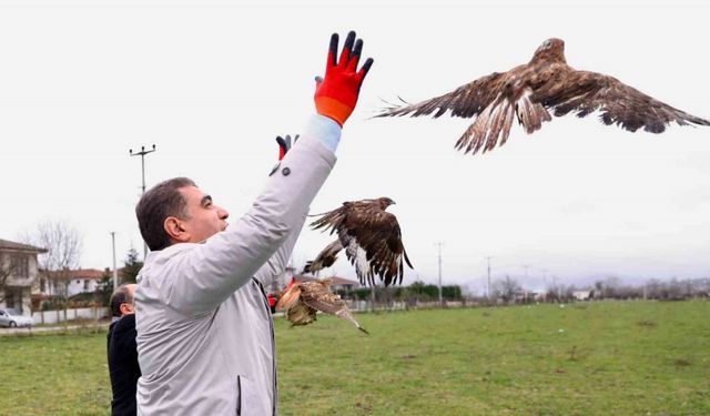 Tedavileri tamamlanan Kızıl Şahinler doğaya salındı