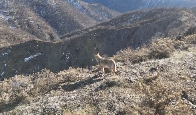 Tunceli Munzur Vadisi’nde yiyecek arayan kurt dron ile görüntülendi