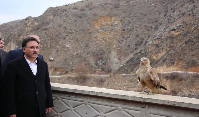 Vali Çiçek; tedavisi tamamlanan hayvanları doğaya saldı