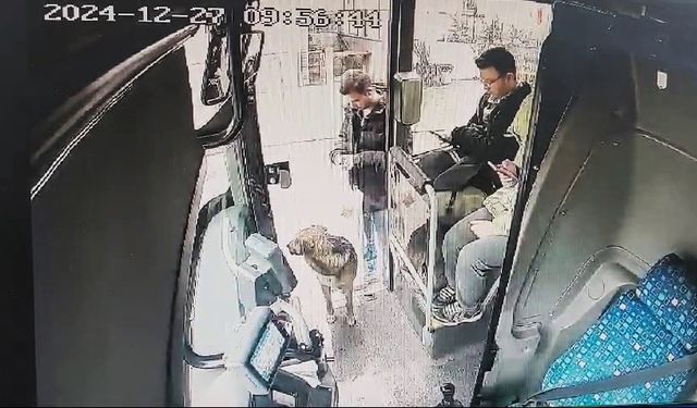 Yağmurdan kaçan köpek çareyi otobüse sığınmakta buldu