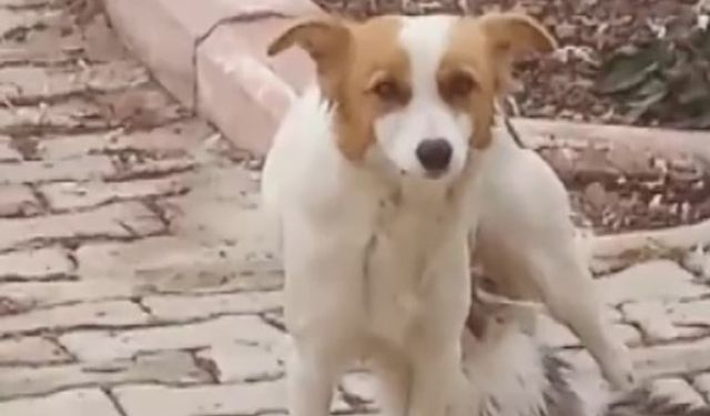 Yavru kediyi ‘Çiko’ isimli depremzede köpek emziriyor