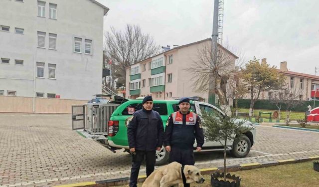 Yozgat Jandarması, yaralı köpek için yürüteç yaptı