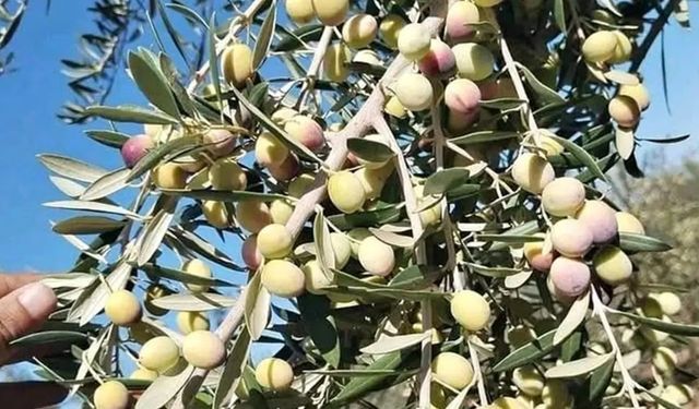 Zeytin üreticisi destek bekliyor