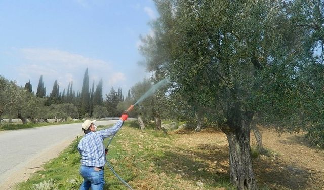 Zeytinde Halkalı Leke Hastalığı riski yüksek seviyeye ulaştı