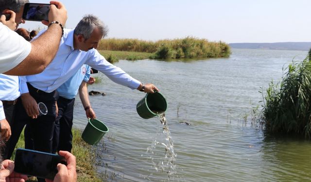 Edirne'deki üretim tesisinde 2024'te 10 milyon sazan balığı yavrusu üretildi