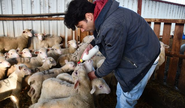 Elektrik mühendisliğini bırakıp devlet desteğiyle 1,5 yılda 510 küçükbaşlık sürüye ulaştı