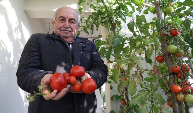 Evlerin terasında kurduğu seralarda 4 mevsim organik tarım yapıyor