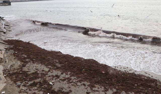 Tekirdağ'da poyraz nedeniyle sahilin bir kısmı kırmızı yosunla kaplandı