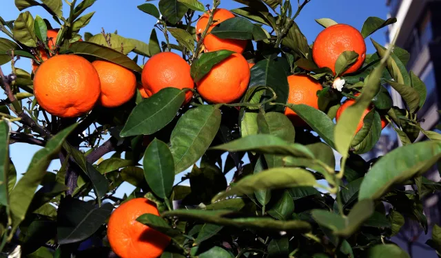 Antalya’dan Kardeş kente turunç ve kamkat fidanı