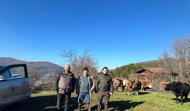 4 gündür kayıp olan büyükbaş hayvanlar dronla bulundu