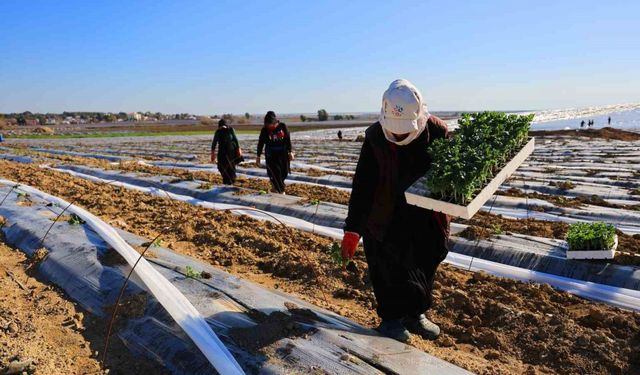 Adana’da karpuz fideleri toprakla buluştu