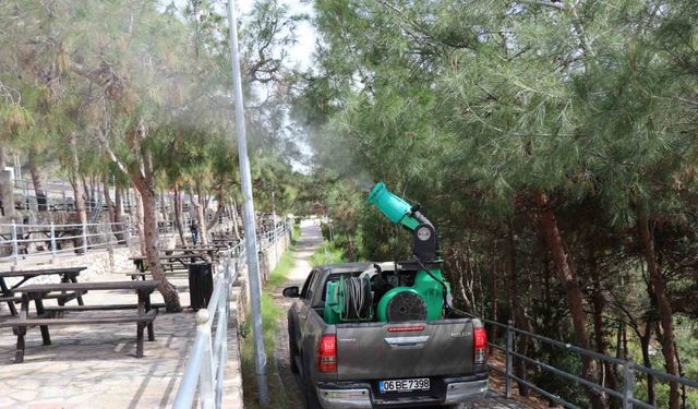 Alanya Belediyesi çam kese böceğine önlem aldı