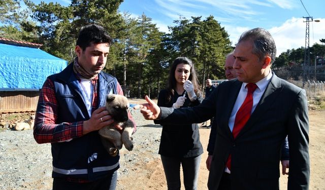 Amanos Dağları’na yaban ve sokak hayvanları için yem bırakıldı