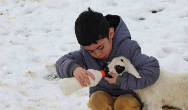 Annelerinin reddettiği kuzular biberon ile besleniyor