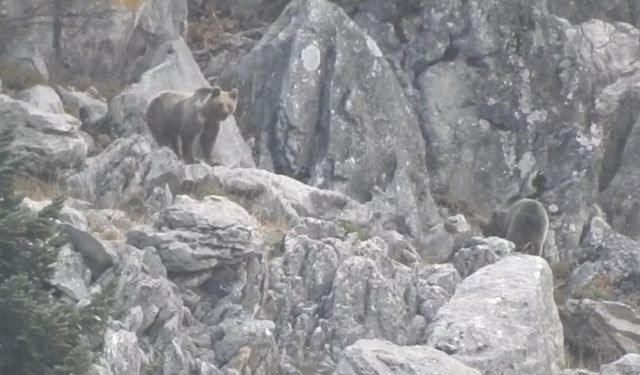 Antalya’da kış uykusuna yatmayan ayılar böyle görüntülendi