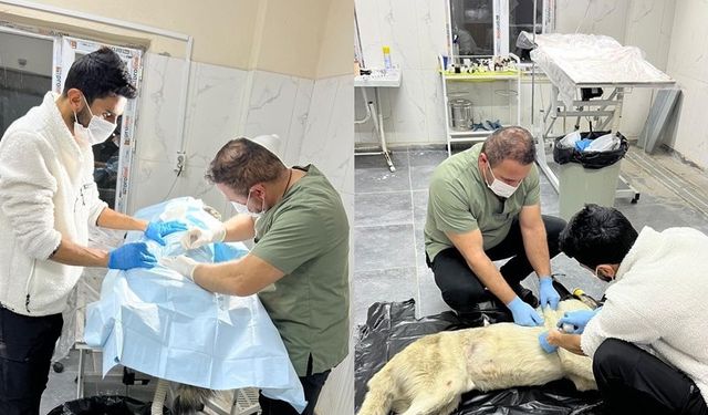 Araba çarpan köpeğe belediyeden yardım eli