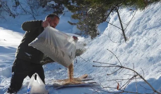 Artvin’de kış şartlarında yaban hayvanları unutulmadı