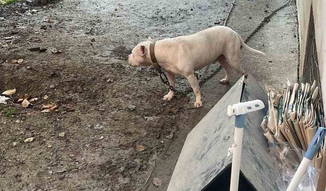 Avcılar’da ağızlıksız gezdirilen pitbull köpek kediyi parçaladı, sahibi gözaltına alındı