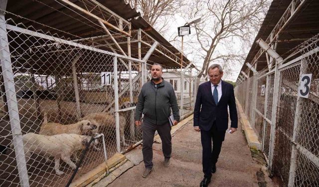 Ayvalık Belediyesi sokaktaki can dostların da yanında