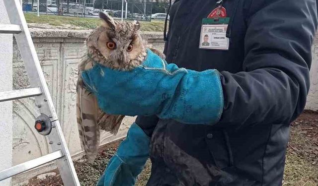 Balkonda mahsur kalan baykuş kurtarıldı