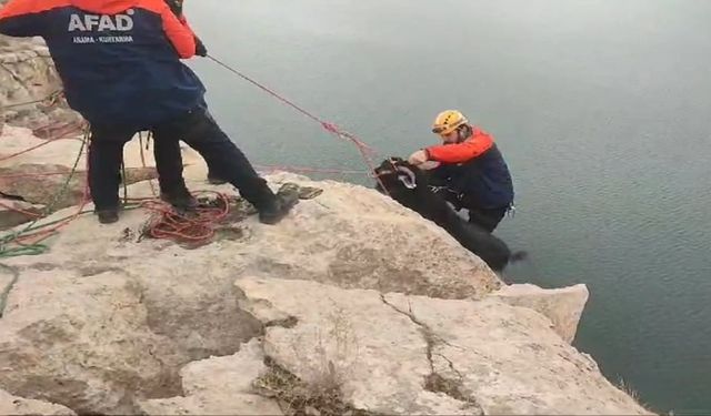 Batman’da kayalıklarda mahsur kalan 20 keçi AFAD ekiplerince kurtarıldı