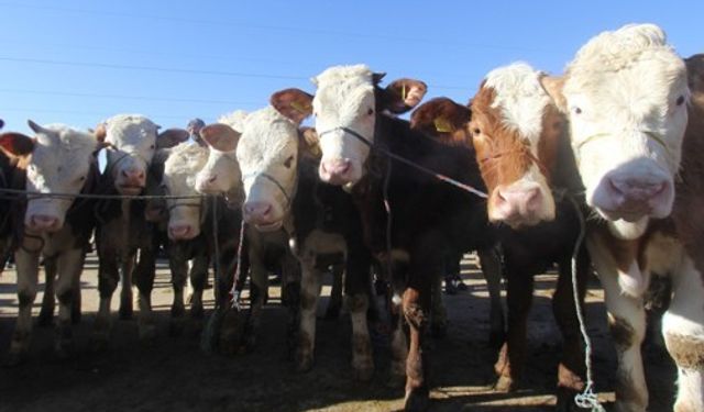 Bayburt’ta canlı hayvan nakli yapan nakil aracı sürücülerine ve bakıcılarına eğitim verilecek