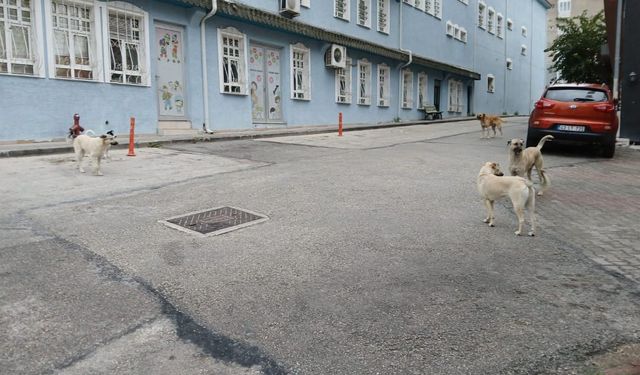 Bilecik’te başıboş köpekler yüzünden vatandaşlar sokağa çıkamıyor