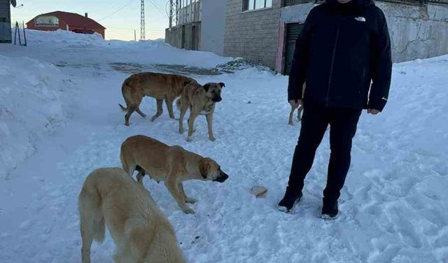 Bulancak Belediye Başkanı Sıbıç yayladaki köpekler için harekete geçti