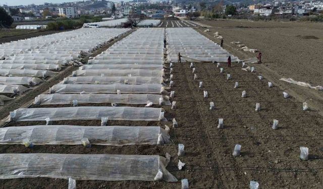 Depremzede çiftçi kışın da üretime devam etmek için tarlasına sera kuruyor