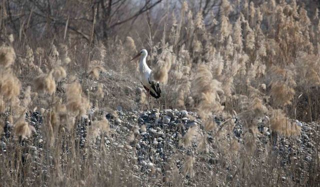 Dicle Nehri havzasında leyleklerin uzun yıllardır göç etmediği gözlemlendi