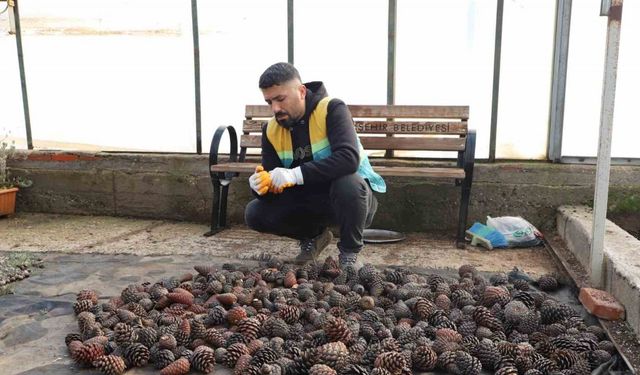 Doğada toplanan kozalaklardan fidan üretiliyor