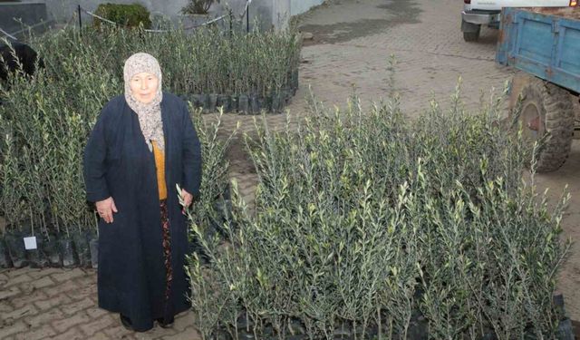 Eceabat’ta orman yangınlarından etkilenen üreticilere 5 bin zeytin fidanı dağıtıldı