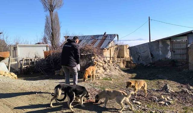 Elazığ Özel İdare ekipleri, sokak hayvanlarını unutmadı