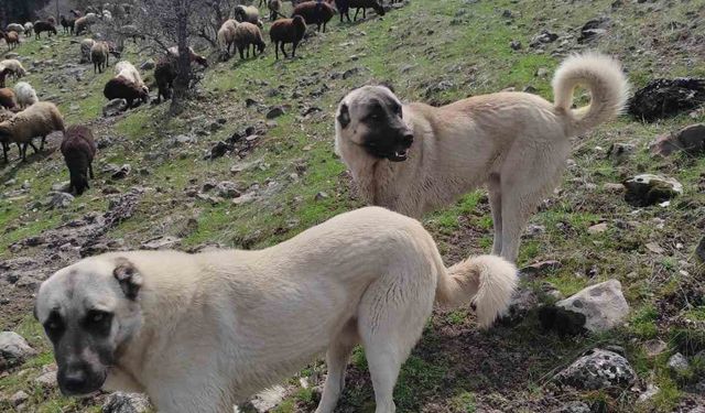 Elazığ’da avcılar bir kangalı telef edip birini de yaraladı