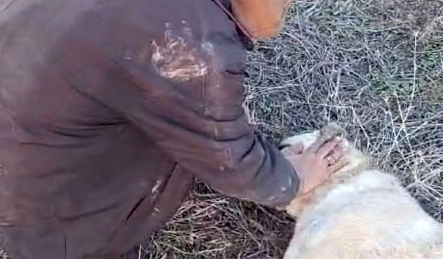 Elazığ’da kangal köpeği tüfekle vurularak öldürüldü