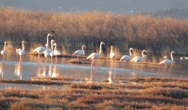 Flamingolar Burhaniye sahillerini mesken tuttu