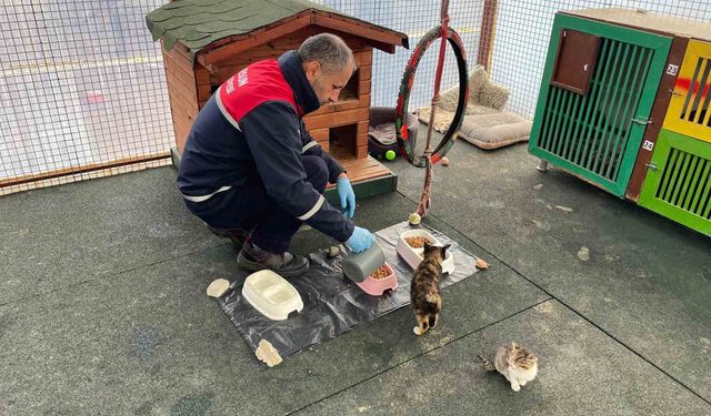 Giresun Belediyesi şehirdeki yemek atıklarını sokak hayvanları için mamaya dönüştürüyor