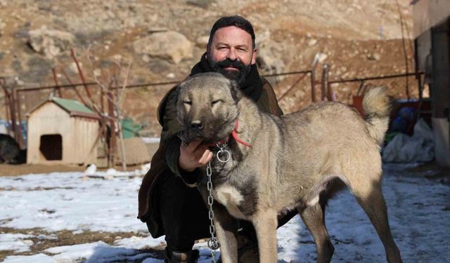 İklim değişikliği kangal köpeklerinin yapısını değiştirdi