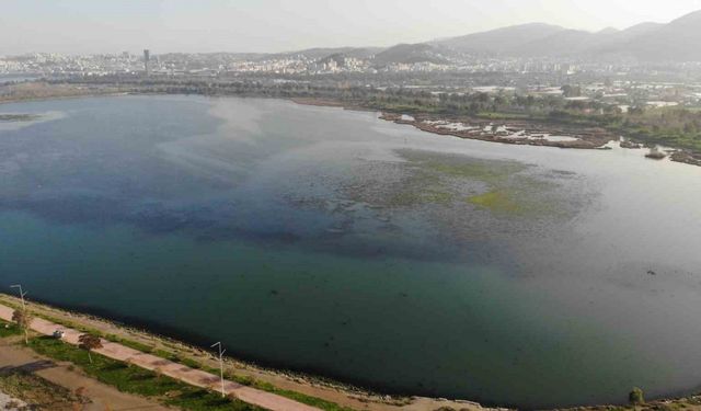 İzmir İnciraltı sahilini deniz marulu sardı