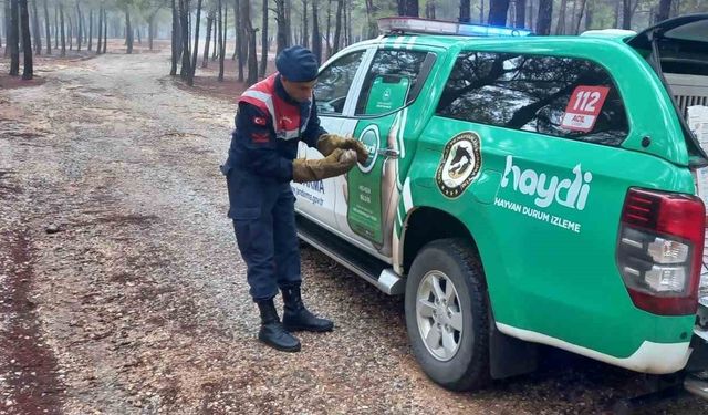 Jandarma ekiplerinden yaralı yırtıcı kuş doğana şefkat eli