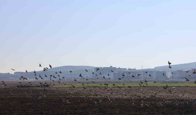 Kahramanmaraş’ta güvercinlerden görsel şölen